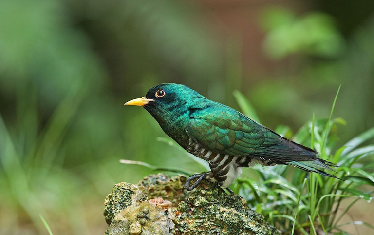 Asian Emerald Cuckoo can be seen in Zhemgang