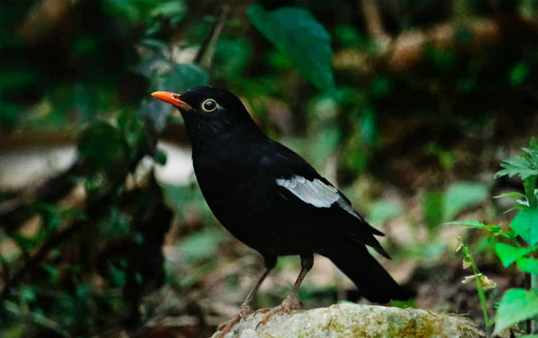 Gray-winged Back Bird Shot in Tsirang