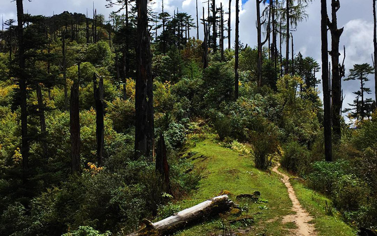 Passing through blue pine tree forest