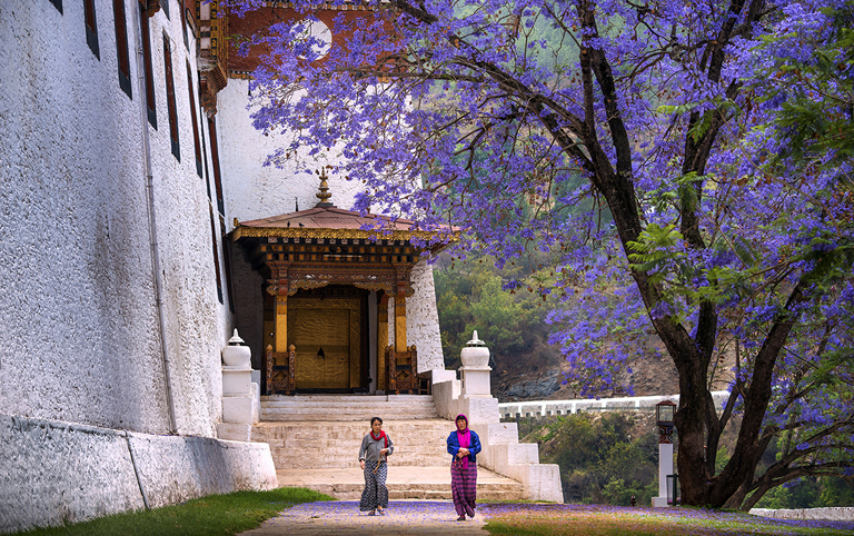 Beautiful Blue Poppy in Punakha Dzong (April ~ May)