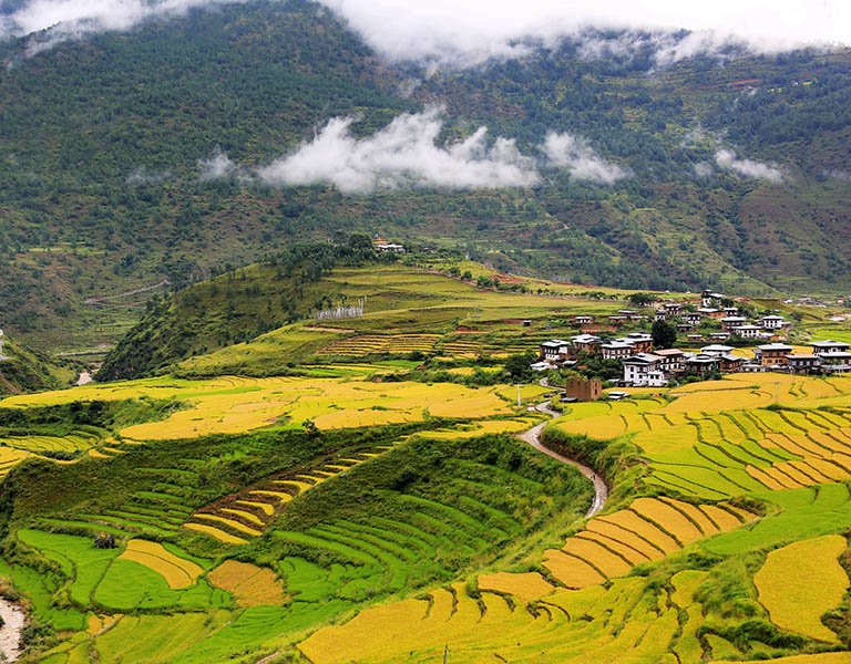 Golden Rice Terraces in Punakha During Autumn Punakha Weather and Climate