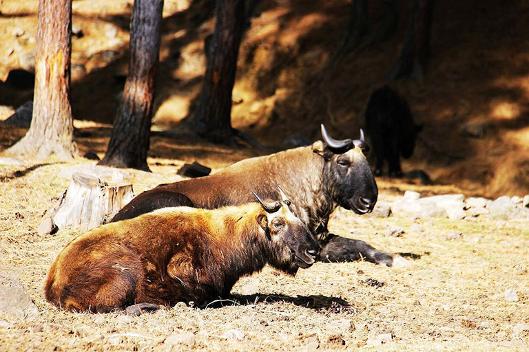 Places to Visit in Thimphu