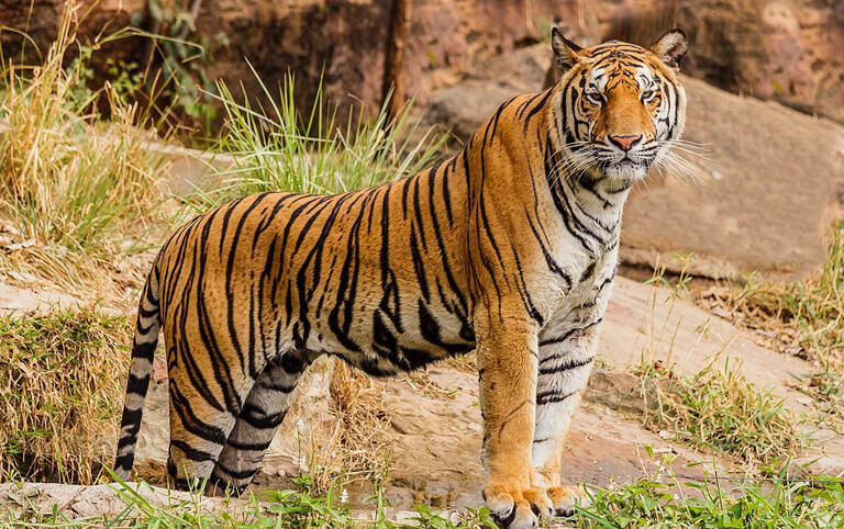 Bengal Tiger in Chitwan National Park