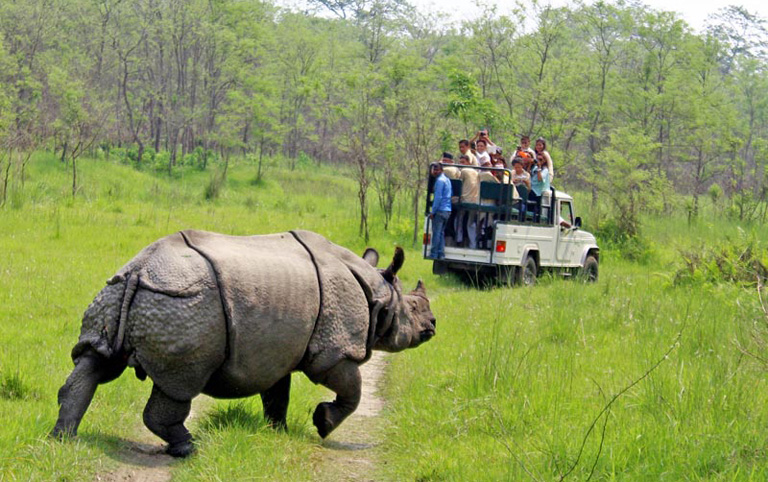 Asian Rhinoceros in Chitwan National Park
