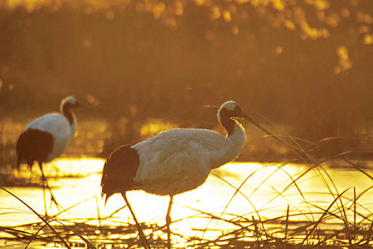Things to Do in Lumbini