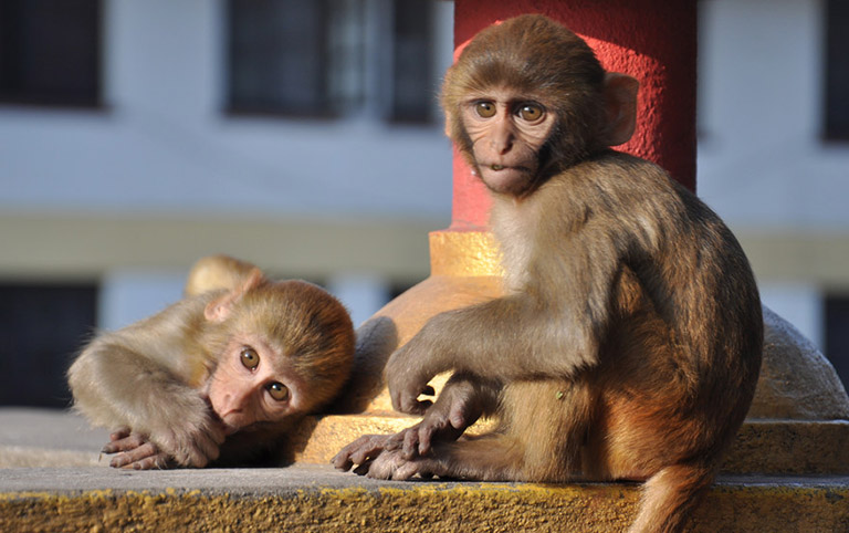 Monkeys in Swayambhunath